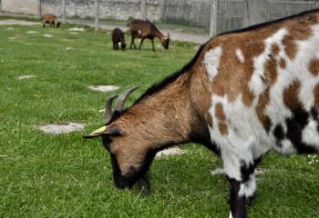 Chèvres de la ferme pédagogique de Gally à Saint-Cyr-l'Ecole