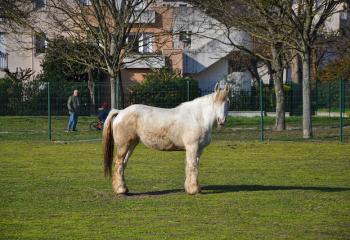 Chevaux de la ferme Sartrouville