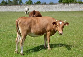 Vaches de la ferme pédagogique de Gally à Saint-Cyr-l'Ecole
