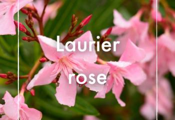 Laurier rose