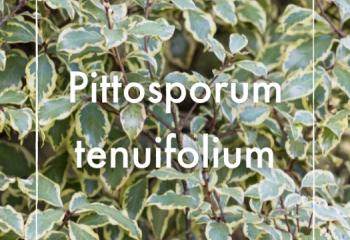 Pittosporum tenuifolium