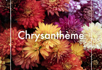 Chrysanthème