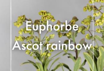 vente Euphorbe Ascot rainbow