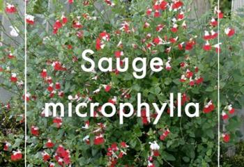 Vente Sauge microphylla