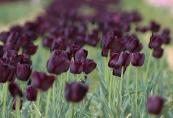 bulbes tulipes jardinerie les Fermes de Gally