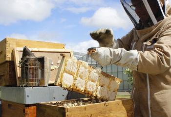 miel en cadre extraction ruche gally