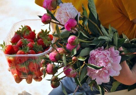 Fraises et pivoines de la Cueillette de Gally