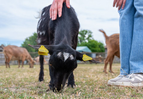 Fête du printemps à la Ferme ouverte de Sartrouville