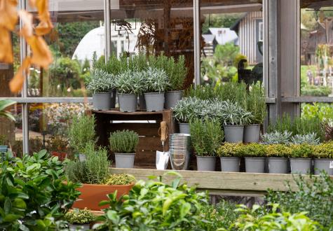 Foire aux plantes à petits prix