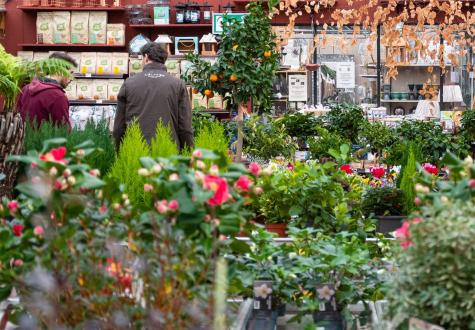 foire aux plantes à prix réduit