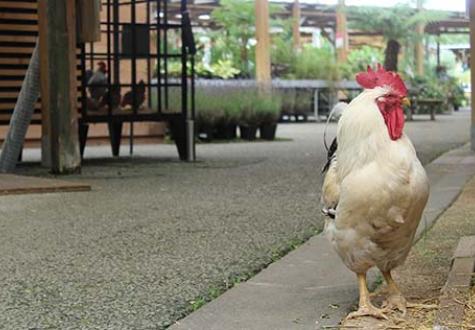 Poules et poulaillers des fermes de gally à saint cyr l'école