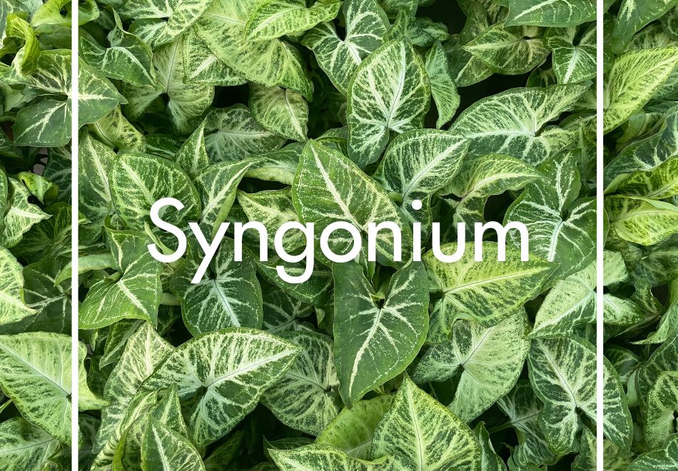 Syngonium produit à la Ferme Horticole Théart