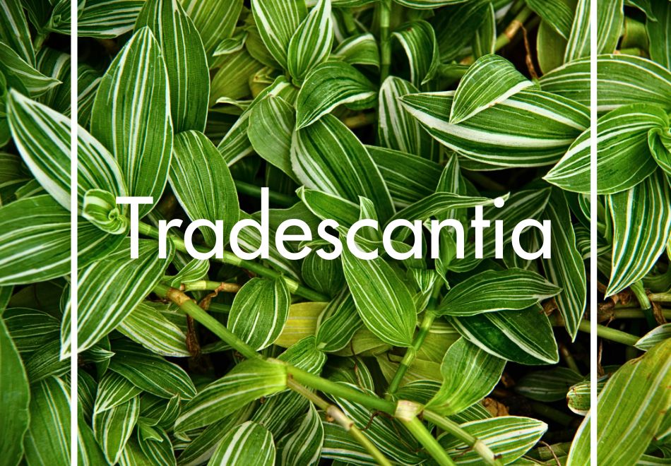 Tradescantia produite à la Ferme Horticole Théart