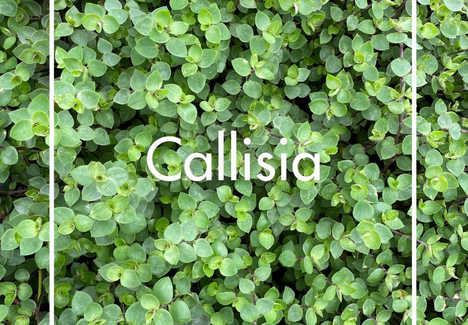 Callisia produite à la Ferme Horticole Théart