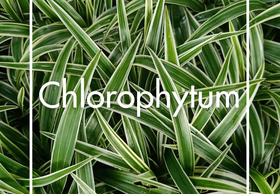 Chlorophytum produit à la Ferme Horticole Théart