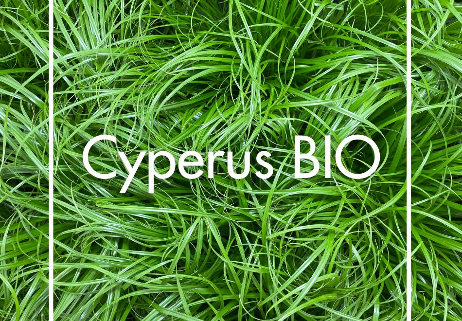 Cyperus bio produit à la Ferme Horticole Théart