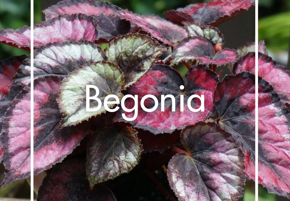 Begonia produite à la Ferme Horticole Théart