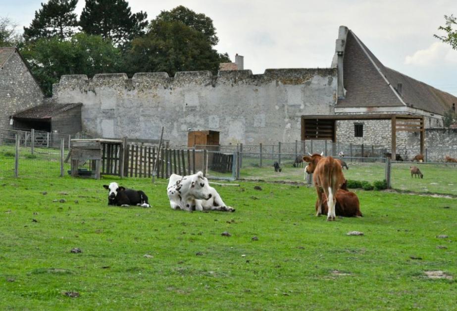 Visite de la ferme de gally à saint cyr l'école