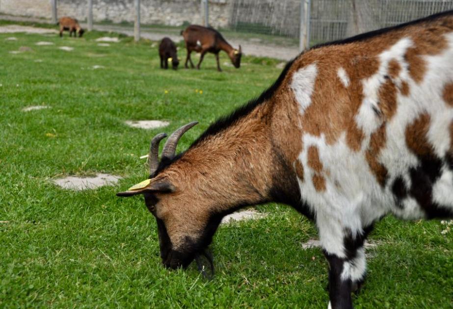 Visite de la ferme de gally à sartrouville
