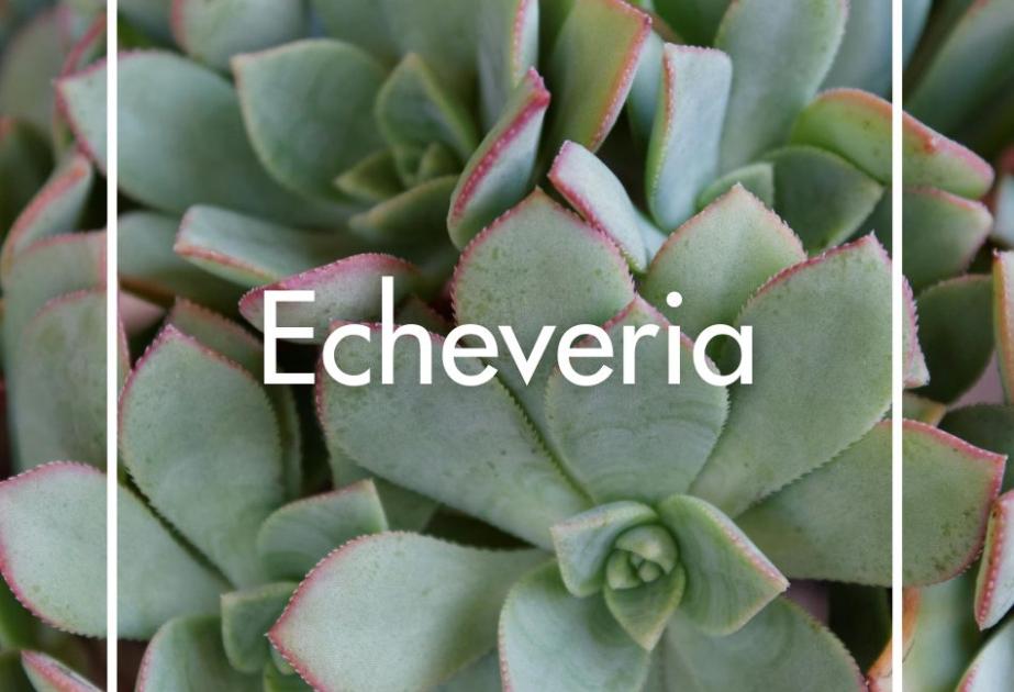 Echeveria produite à la Ferme Horticole Théart