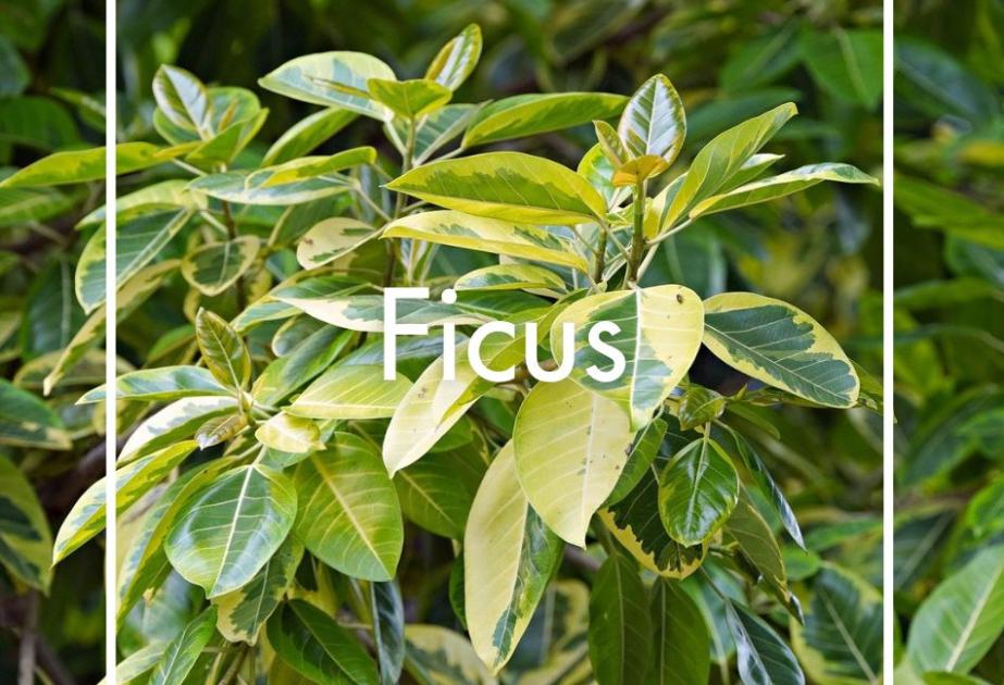 Ficus produit à la Ferme Horticole Théart