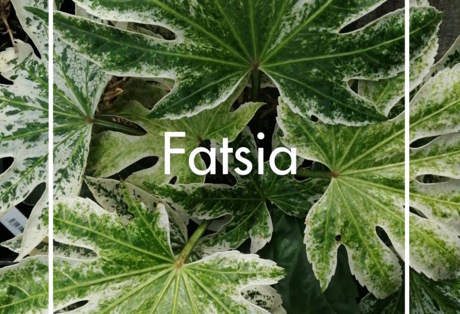 Fatsia japonica produite à la Ferme Horticole Théart