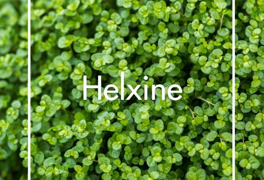 Helxine produite à la Ferme Horticole Théart