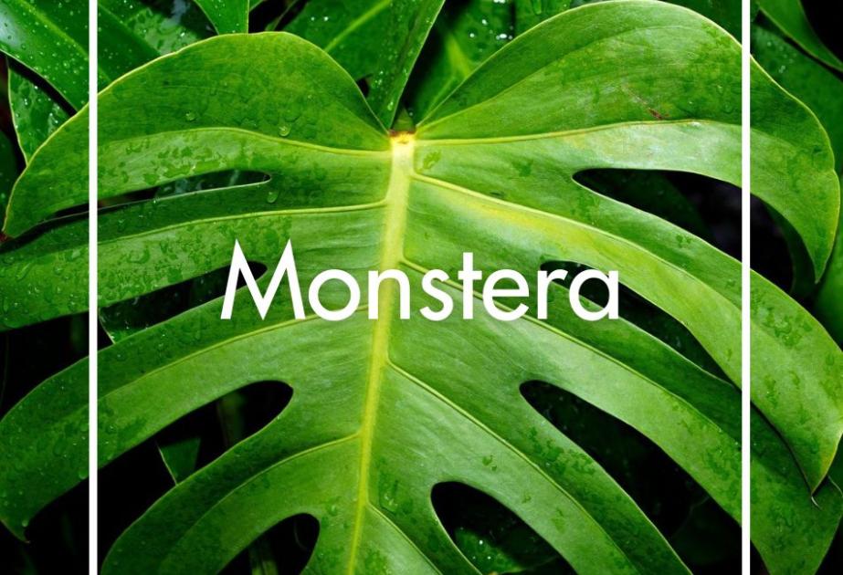 Monstera produite à la Ferme Horticole Théart