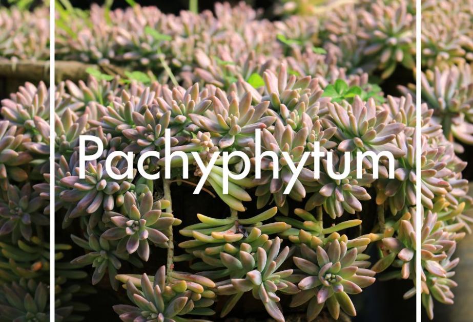 Pachyphytum produit à la Ferme Horticole Théart