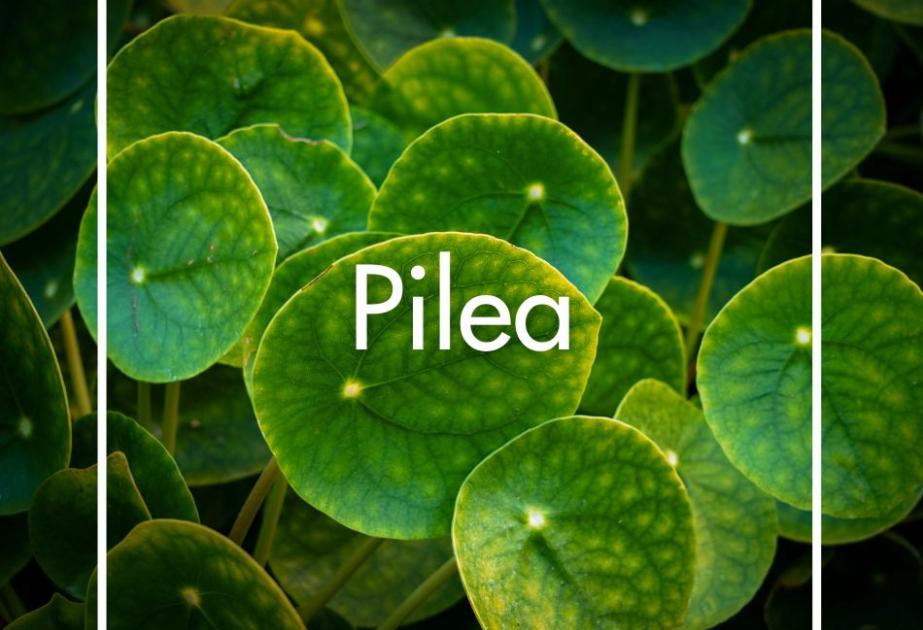 Pilea produite à la Ferme Horticole Théart