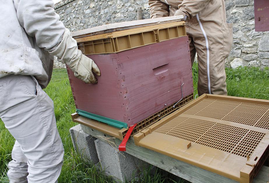 changer cadre de rive ruche en seine