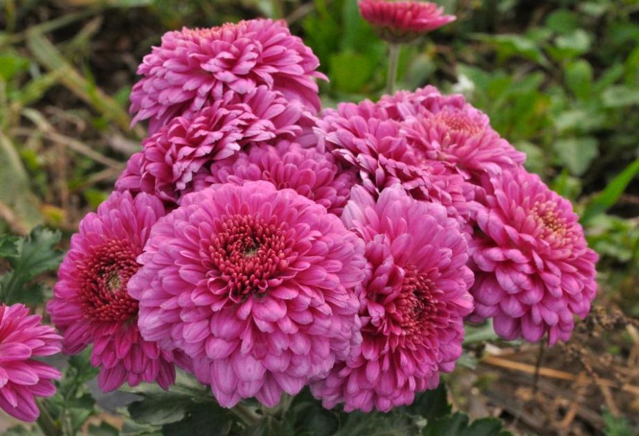 Dahlias à la jardinerie des Fermes de Gally