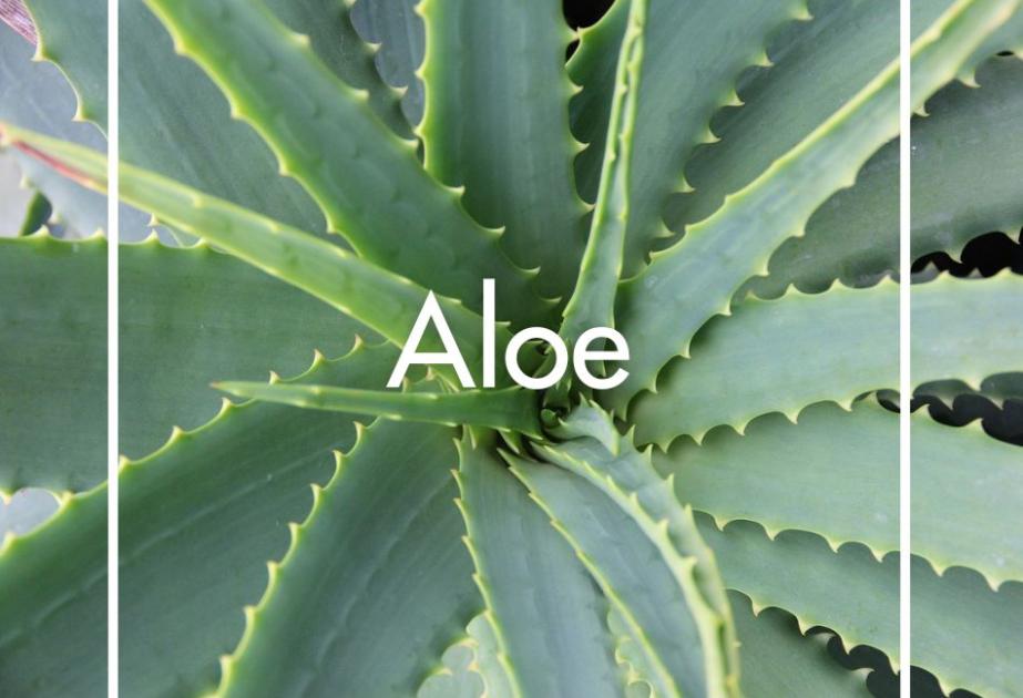 Aloe produite à la Ferme Horticole Théart