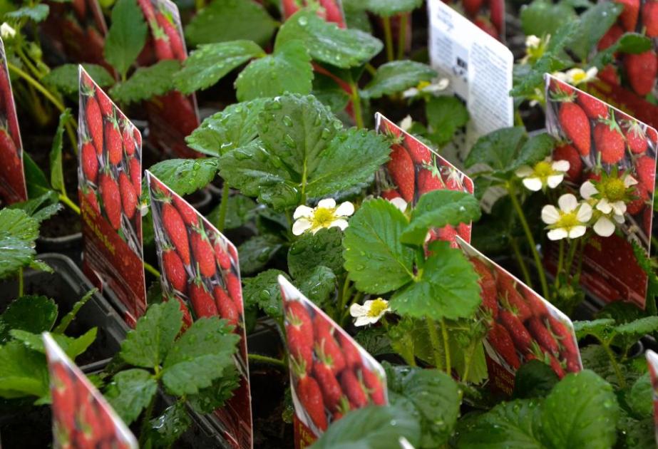 Fraisiers à la jardinerie des Fermes de Gally