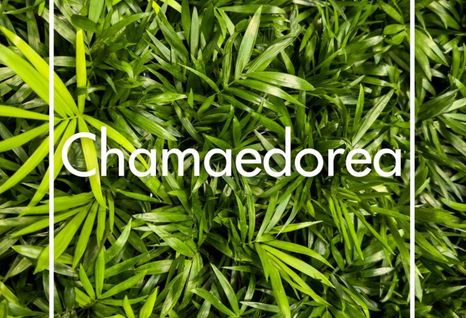 Chamaedorea produite à la Ferme Horticole Théart