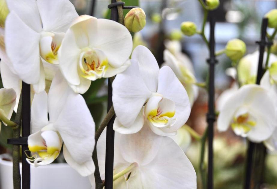 Orchidées aux Fermes de Gally