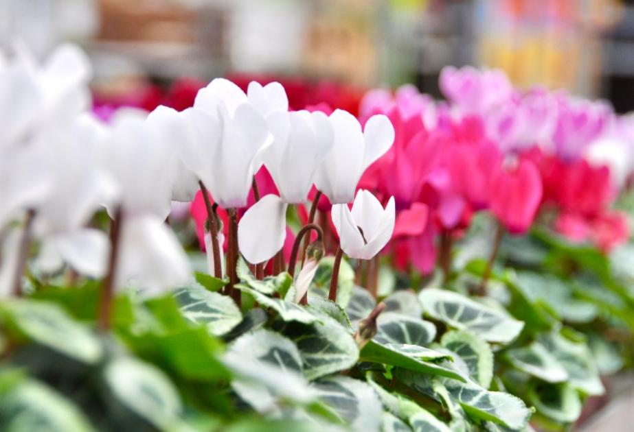 Cyclamens aux Fermes de Gally