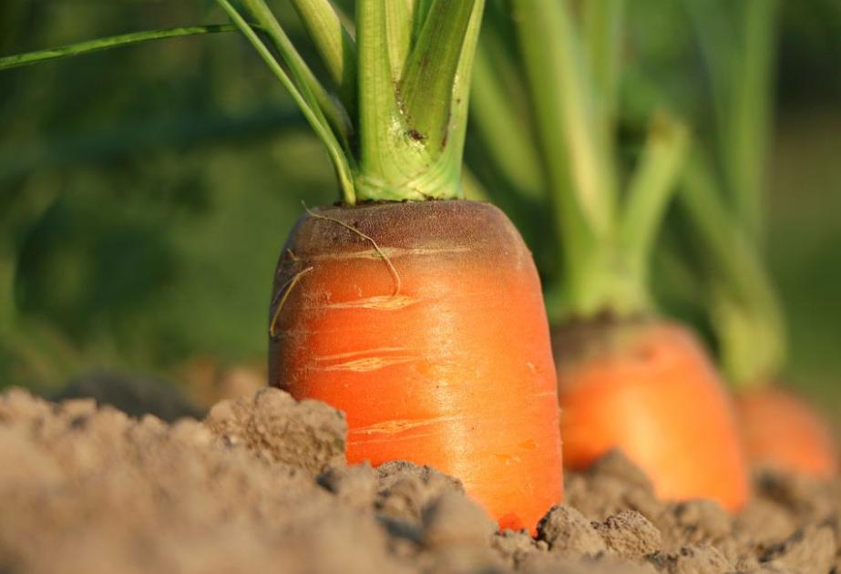 Carottes à semer