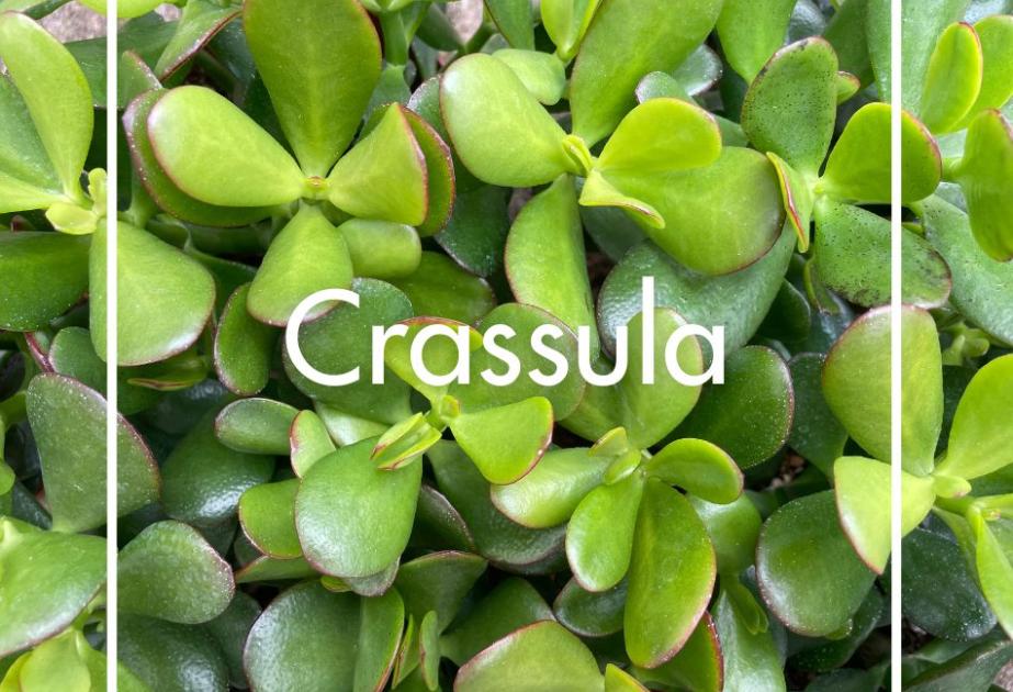 Crassula produite à la Ferme Horticole Théart