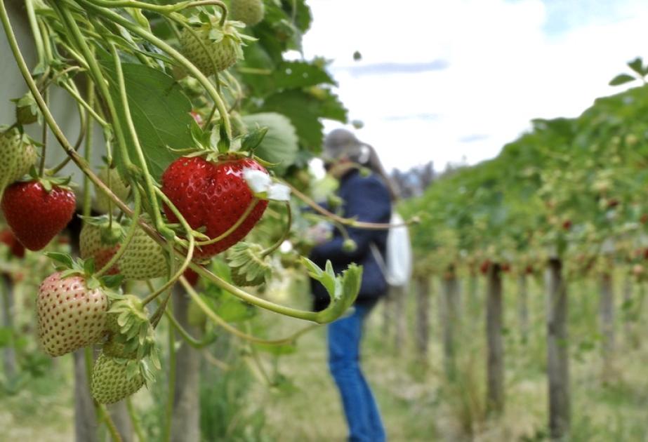 Cueilleuse de fraises à la Cueillette de Gally de Bailly