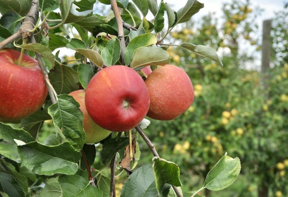 Cueillette de pommes à gally