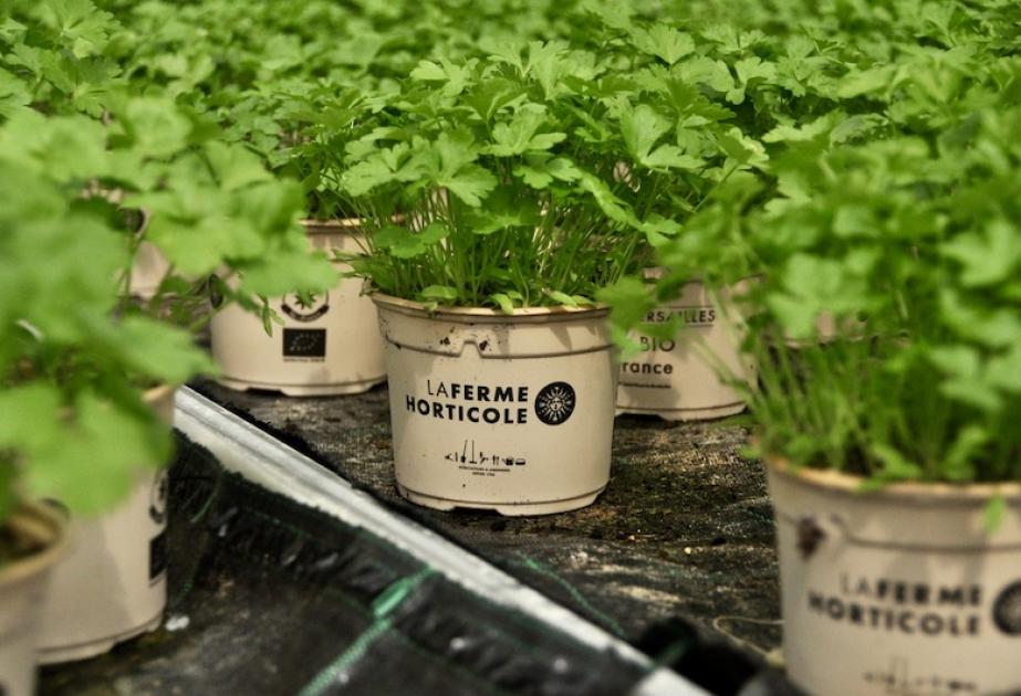 Production de plantes aromatiques à la ferme horticole heart