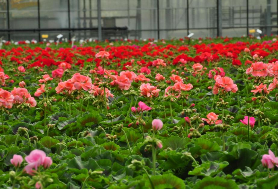 Production de fleurs à la ferme horticole heart