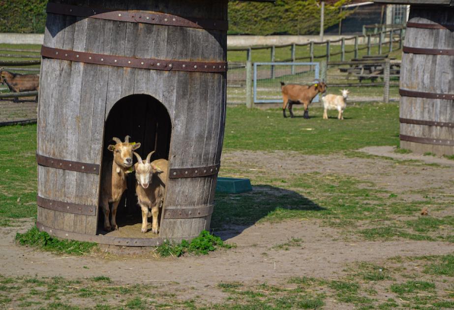 Chevres à la ferme ouverte de gally de sartrouville