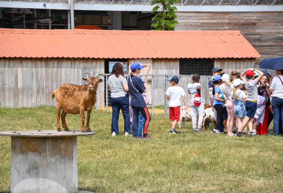 Les fermes pédagogiques : quand les enfants découvrent les animaux -  Citizenkid