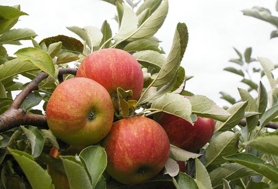 Ces lieux partout en France où cueillir ses pommes