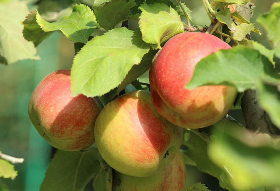 Cueillir des pommes aux Fermes de Gally | Les Fermes de Gally