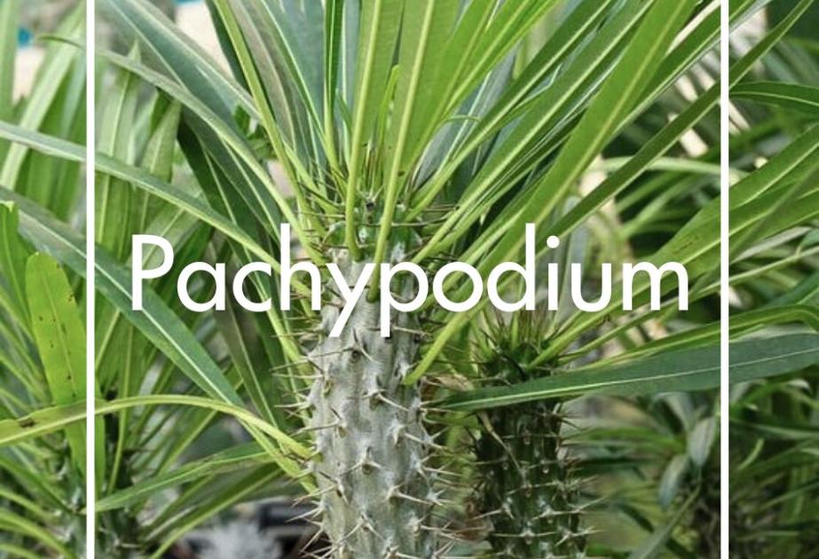 Pachypodium produit à la Ferme Horticole Théart