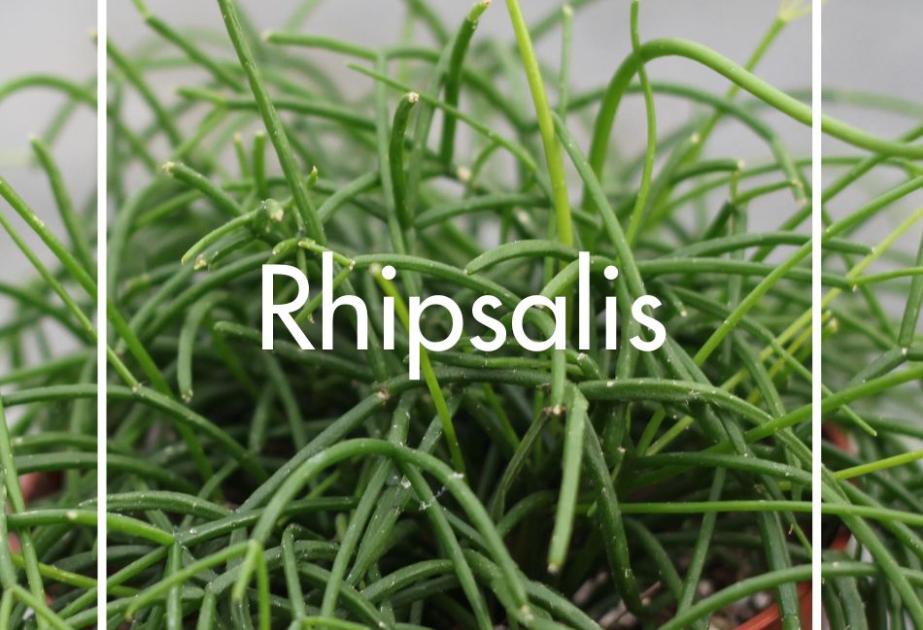 Rhipsalis produit à la Ferme Horticole Théart