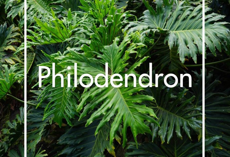 Philodendron produit à la Ferme Horticole Théart